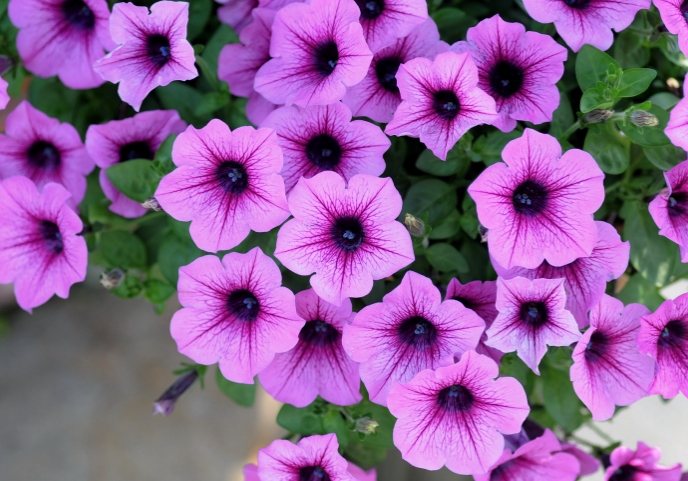 矮牽牛顏色選擇