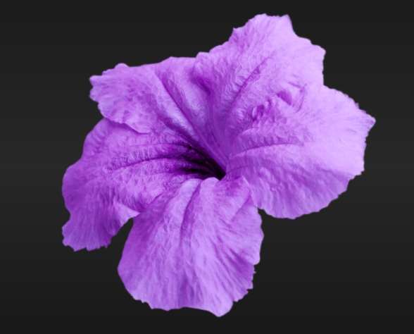 牽牛花健康益處