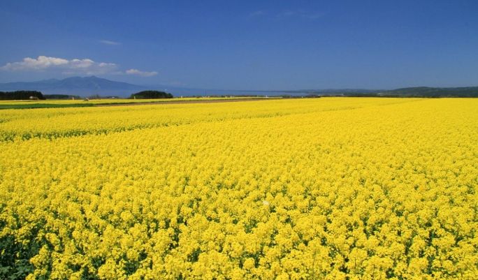油菜花季節