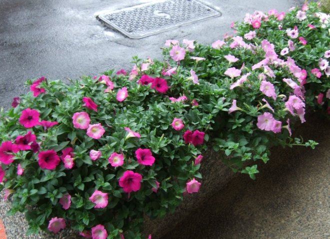 牽牛子使用方法 牽牛子使用方法