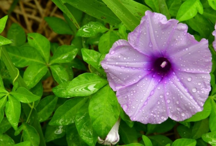 牽牛花果實功效