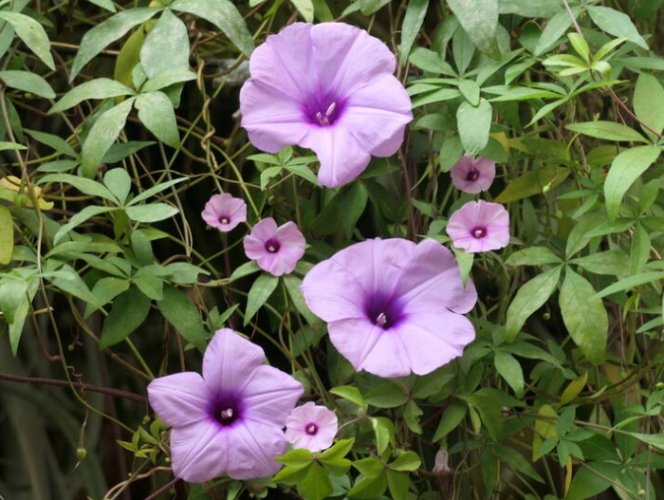 採收牽牛花種子 採收牽牛花種子