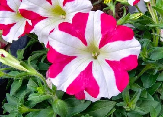 矮牽牛花安全種植