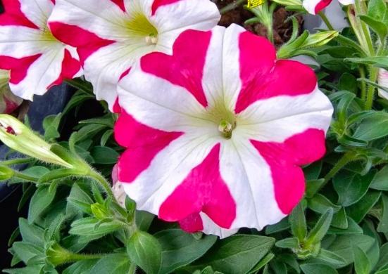 牽牛子副作用 牽牛子副作用