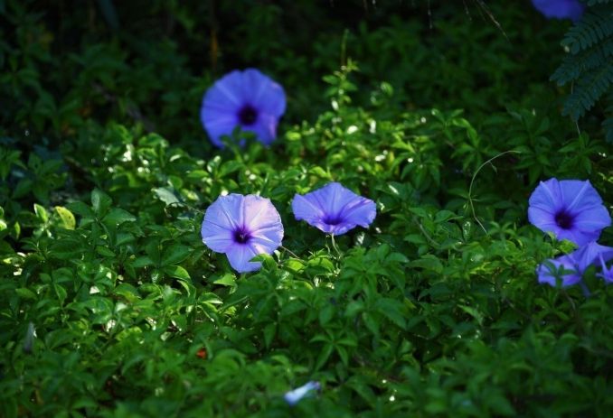 牽牛花健康益處