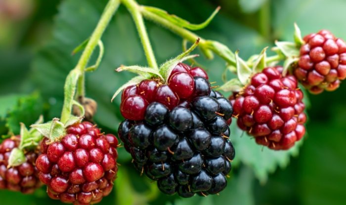 黑莓水果 黑莓水果