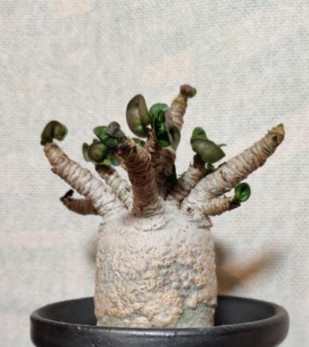 羊角沙玫養護 羊角沙玫養護