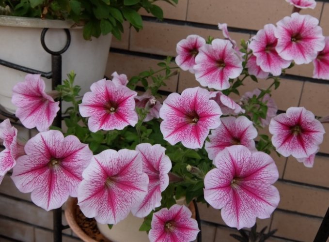 牽牛子副作用 牽牛子副作用