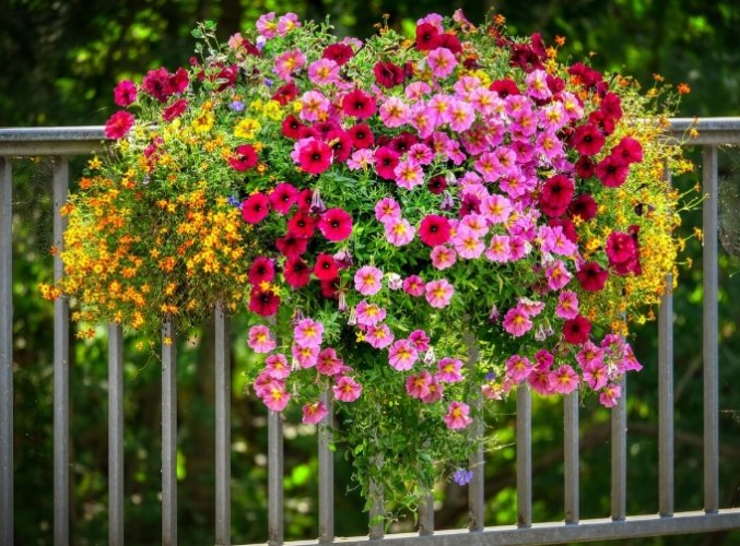 矮牽牛顏色選擇