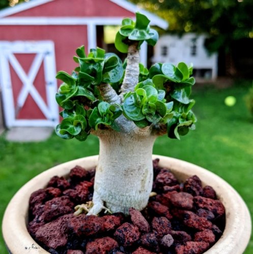 羊角沙玫養護 羊角沙玫養護