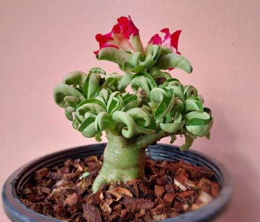 羊角沙玫種植 羊角沙玫種植