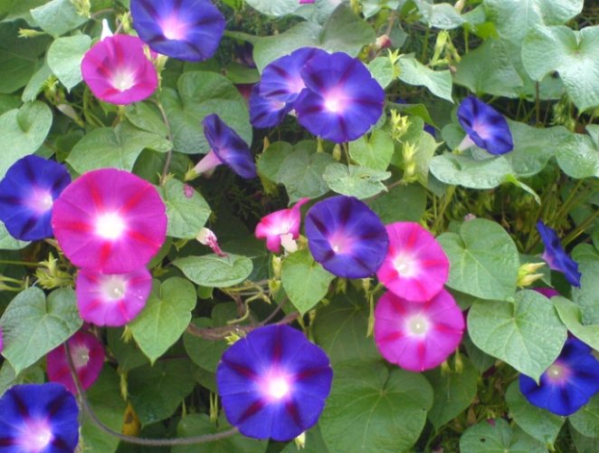 牽牛花種子收穫 牽牛花種子收穫