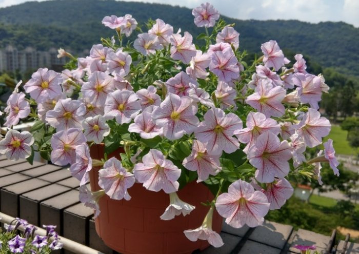 矮牽牛花安全種植