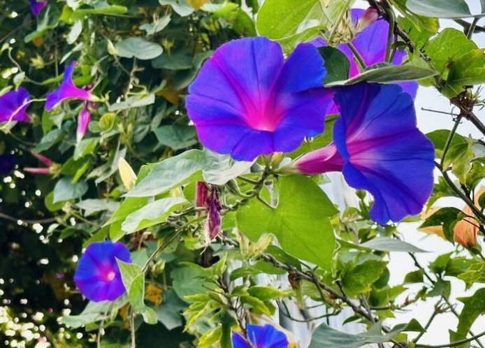 牽牛花使用方法