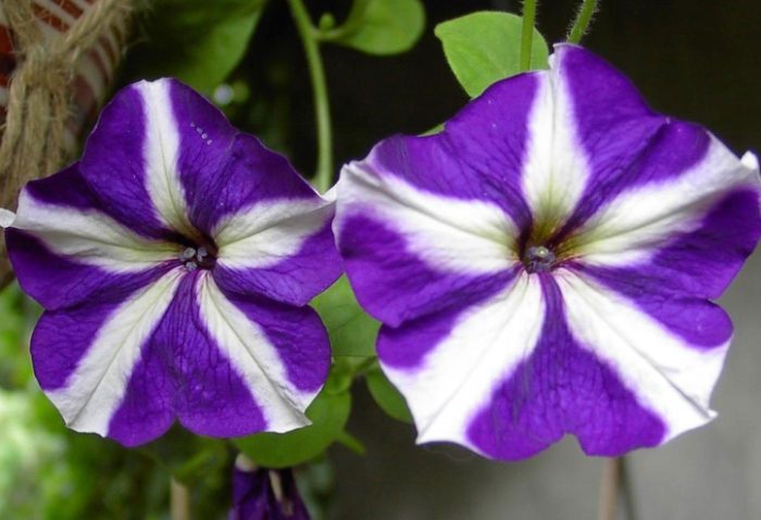 矮牽牛花安全種植