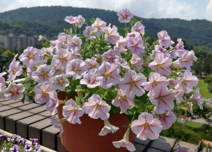 矮牽牛發芽條件