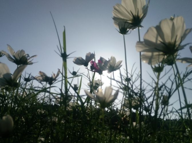 波斯菊花語意義