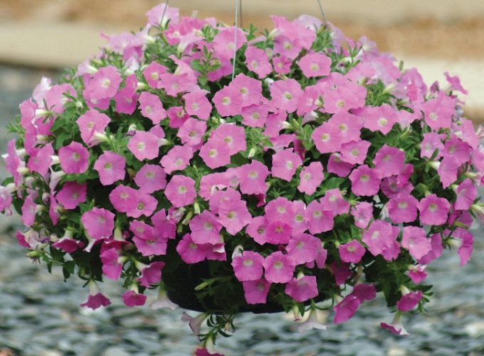 矮牽牛種植方法