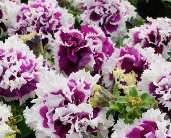 矮牽牛種植方法