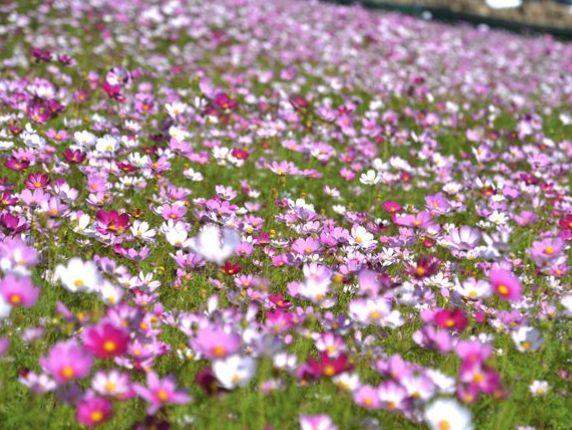 波斯菊送花指南