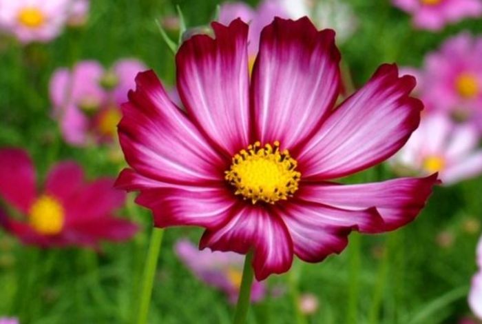 波斯菊施肥方法