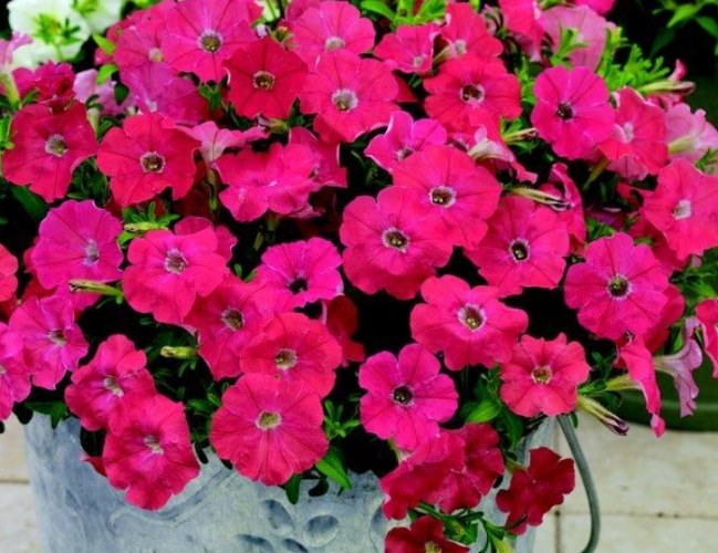 矮牽牛種子發芽技巧