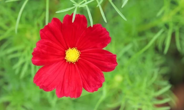 白色波斯菊花語