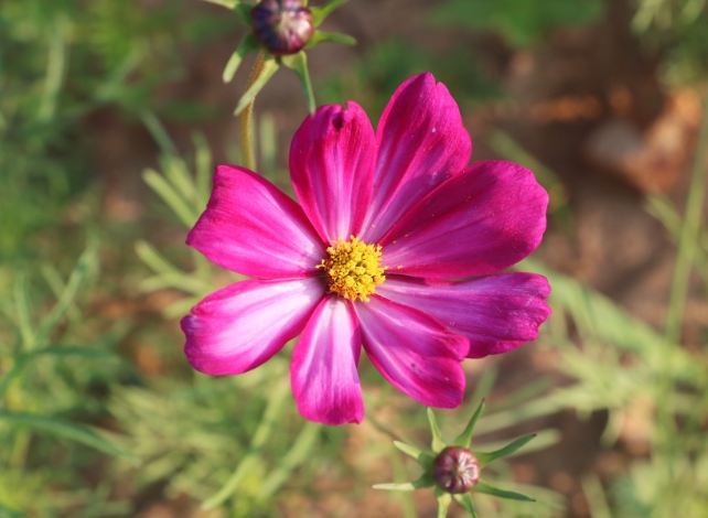 波斯菊花期管理