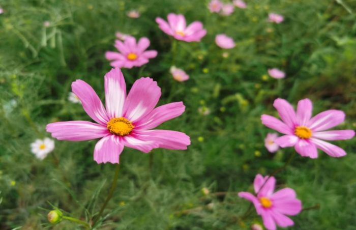 波斯菊施肥方法