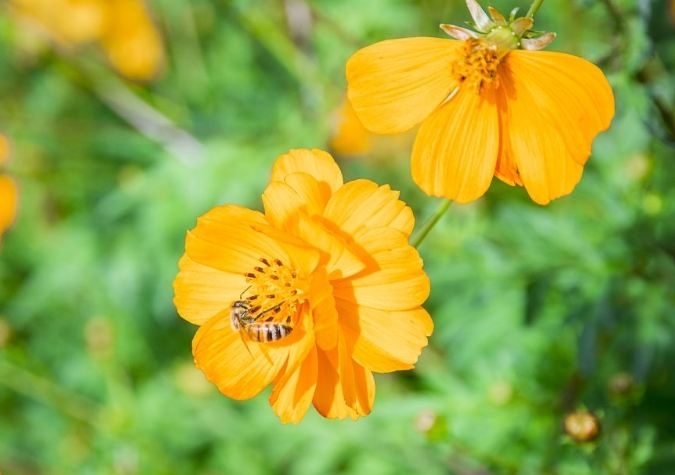 波斯菊花語意義