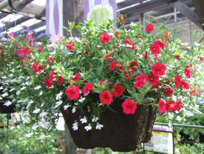 矮牽牛播種方法