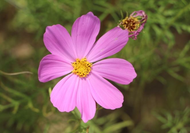 波斯菊秋英種植