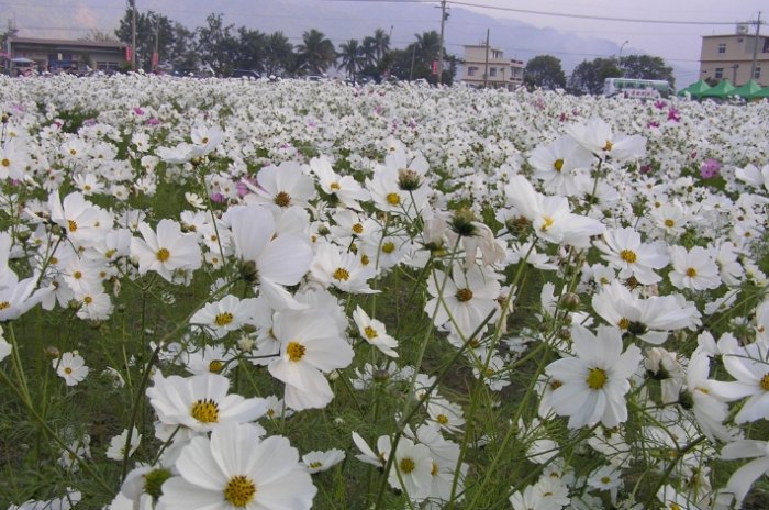 波斯菊花語意義