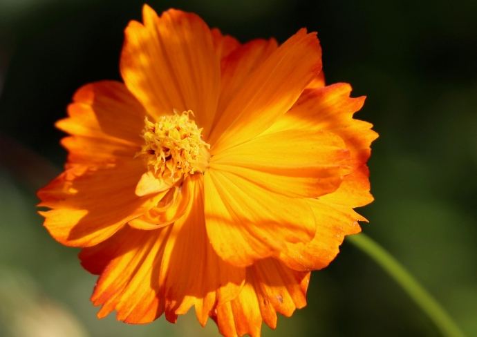 波斯菊花語意義