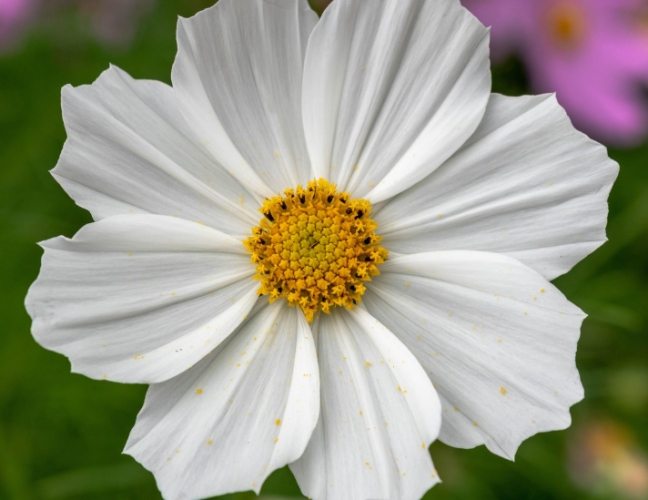 波斯菊花語意義