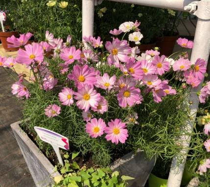 波斯菊肥料選擇