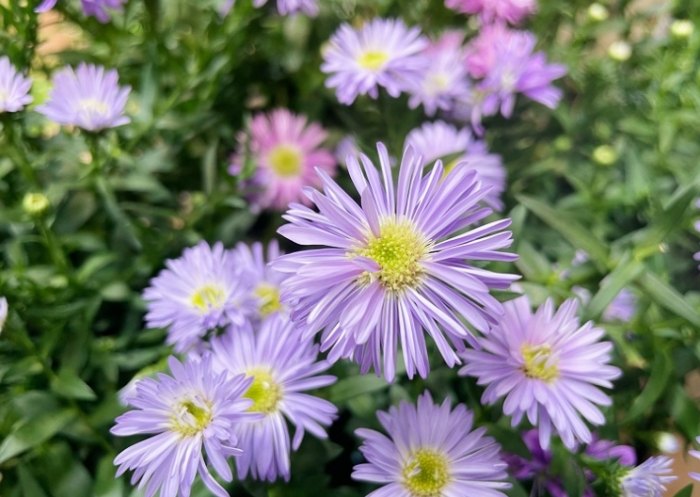 孔雀花象征意義