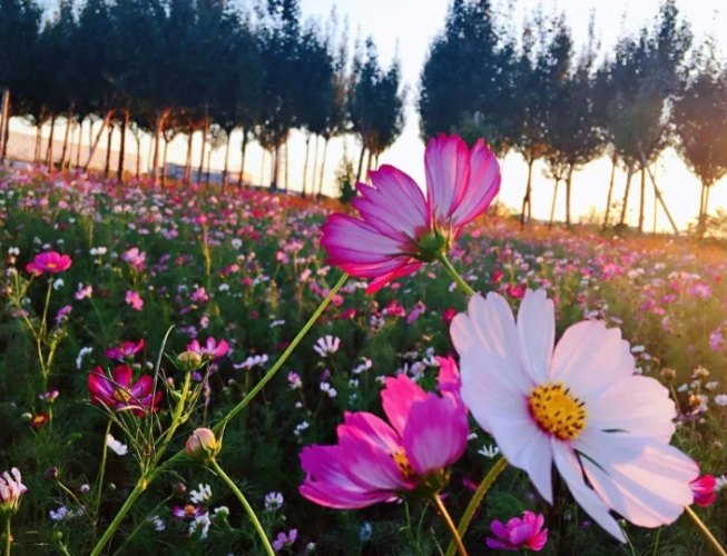 波斯菊肥料選擇