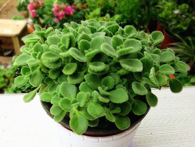 碰碰香植物功效