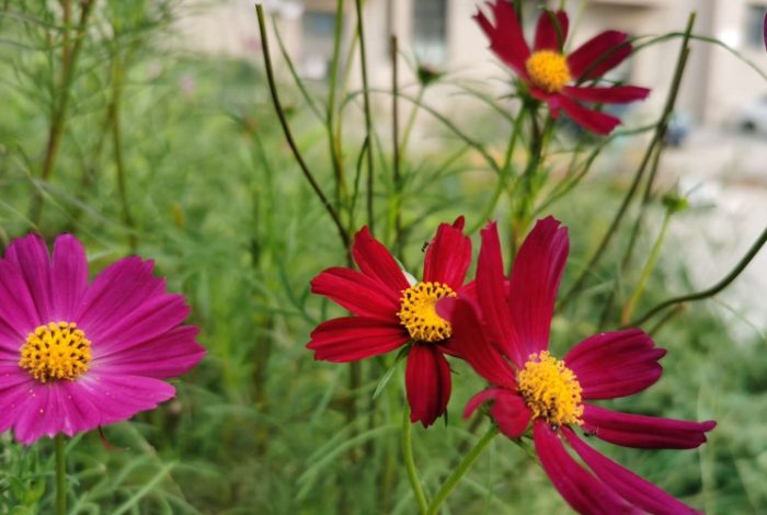 波斯菊肥料選擇