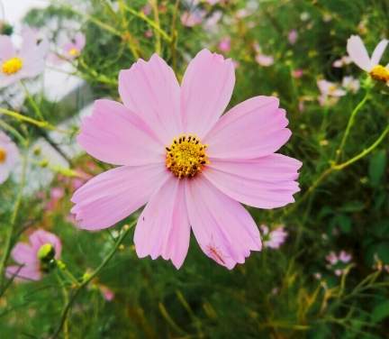 波斯菊花期管理