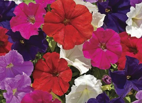 矮牽牛種子發芽技巧