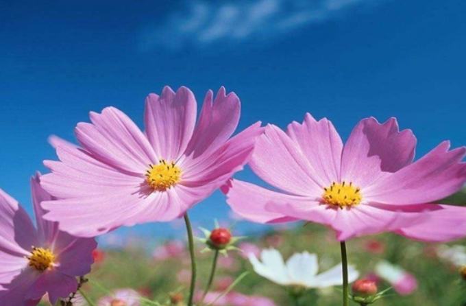 波斯菊施肥時機