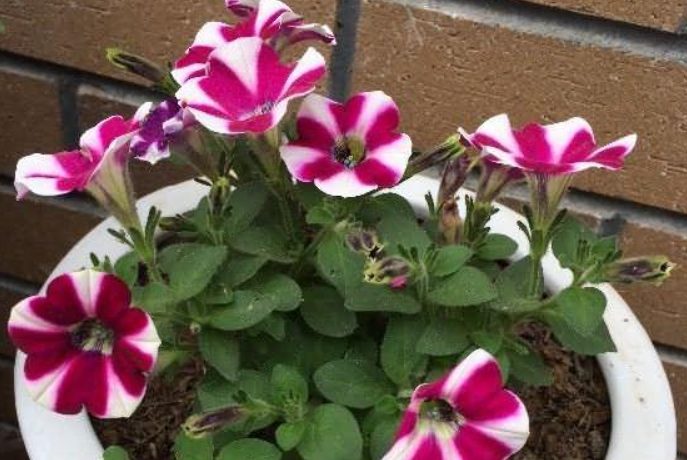 矮牽牛種子發芽技巧