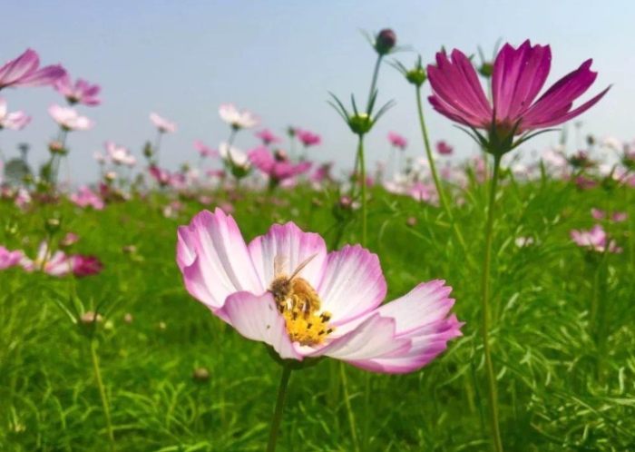 波斯菊送花指南