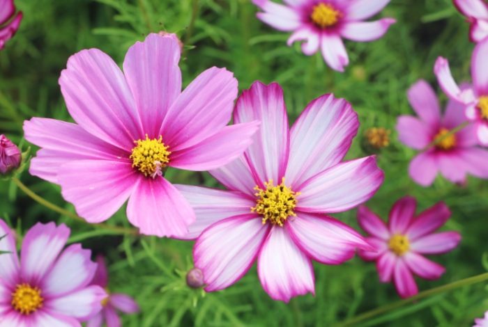 波斯菊秋英種植