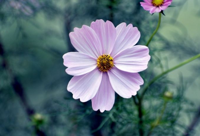 白色波斯菊花語