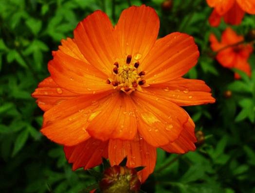 波斯菊花語意義