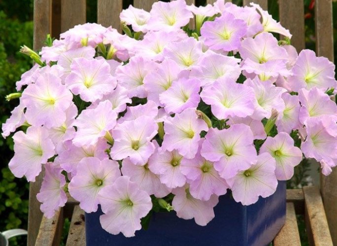 矮牽牛播種方法