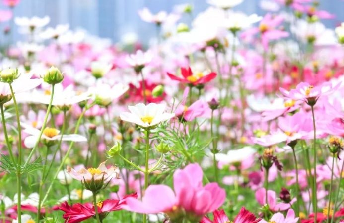 白色波斯菊花語